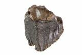 Partial Triceratops Tooth Crown - Montana #69131-1